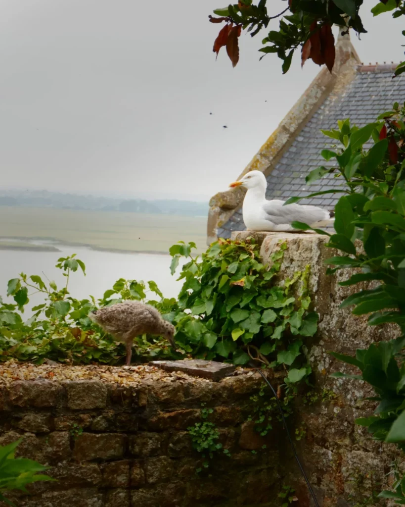 Maman mouette